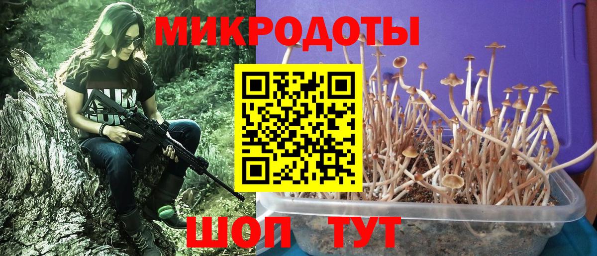 Красноармейск  Псилоцибиновые грибы Psilocybine cubensis  Вход с VPN 
